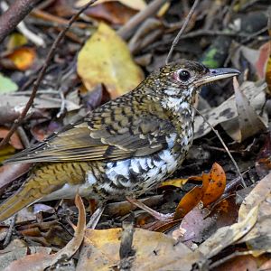 Russet-tailed Thrush
