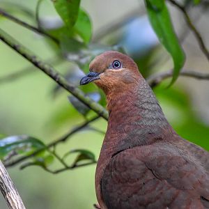 Brown Cuckoo-Dove