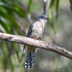 Fan-tailed Cuckoo