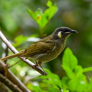 Lewin's Honeyeater
