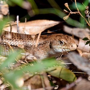 Major Skink