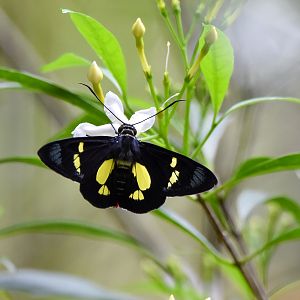 Regent Skipper