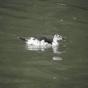 Comb Duck - Zooparc de Beauval - 06/2023