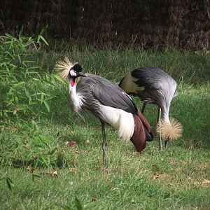 Pair of Grey-crowned Cranes - Zooparc de Beauval - 08/2022