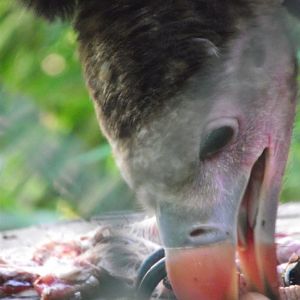 White-headed Vulture (young bird) - Zooparc de Beauval - 08/2022
