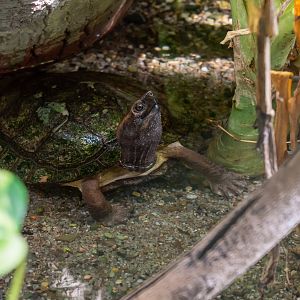 Enigmatic leaf turtle (Cyclemys enigmatica)