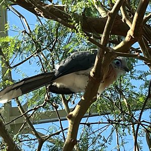Crested Coua