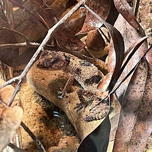 Banded Knob-tailed Gecko