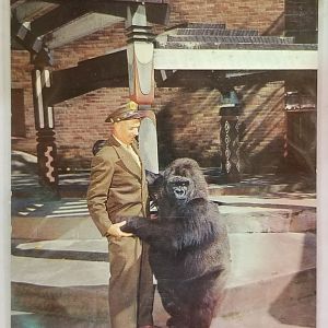 "Oka" (Lowland gorilla)