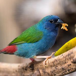 Sunda / Tricoloured parrot finch, Chester, UK