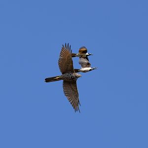 Brown Goshawk being chased by Blue-faced Honeyeaters