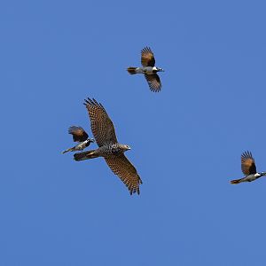 Brown Goshawk being chased by Blue-faced Honeyeaters