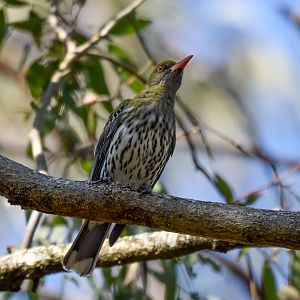 Olive-backed Oriole