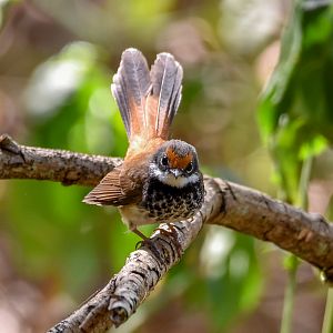 Rufous Fantail