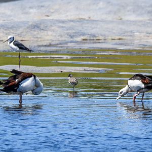 Radjah Shelducks