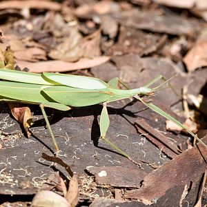 Children's Stick-Insect