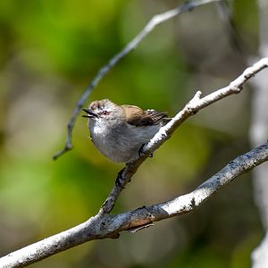 Mangrove Gerygone