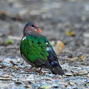 Pacific Emerald Dove