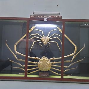 Bogor Zoology Museum - Japanese spider crab (Macrocheira kaempferi)