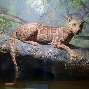 Bogor Zoology Museum - Sunda clouded leopard (Neofelis diardi)