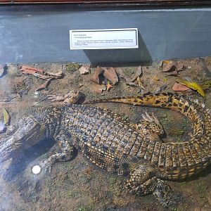 Bogor Zoology Museum - Estuarine crocodile (Crocodylus porosus)