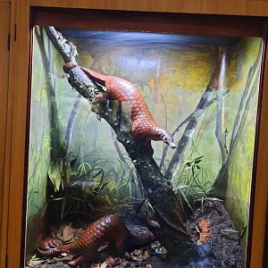 Bogor Zoology Museum - Sunda pangolin (Manis javanica)