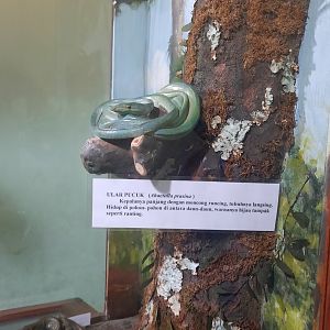 Bogor Zoology Museum - Asian vine snake (Ahaetulla prasina)