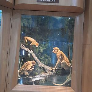 Bogor Zoology Museum - Proboscis monkey (Nasalis larvatus)