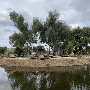 Ring-tailed Lemur Exhibit
