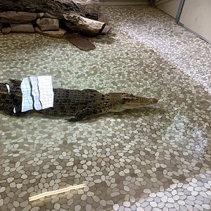 Saltwater Crocodile