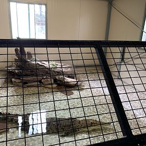 Saltwater Crocodile Exhibit