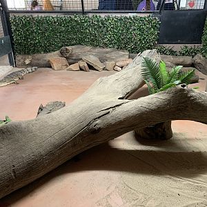 Freshwater Croc Exhibit