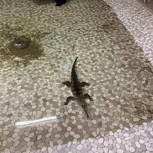 Freshwater Crocodile