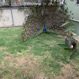 Indian Peafowl