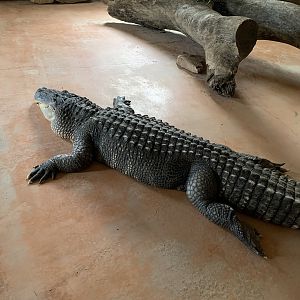 American Alligator