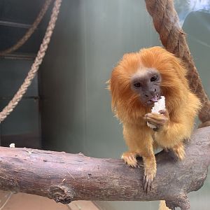 Golden Lion Tamarin