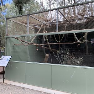 Cotton-top Tamarin Exhibit