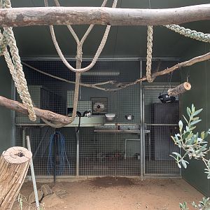 Cotton-top Taramin Exhibit