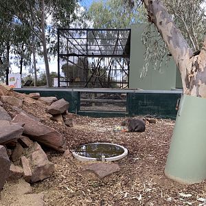 Common Wombat Exhibit