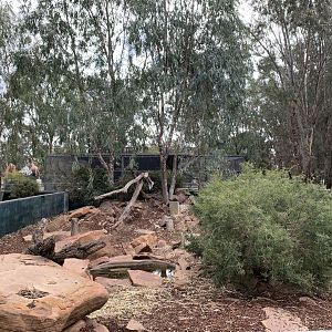Tasmanian Devil Exhibit
