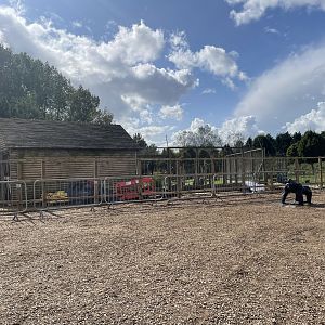 Construction Work Near Lemur Walkthrough (21/09/23)