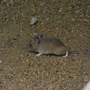 Mouse ID - wild in prague zoo