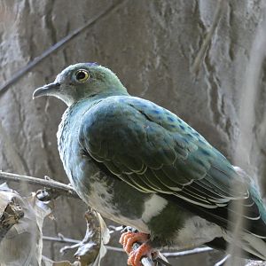 Dove ID - Prague Zoo