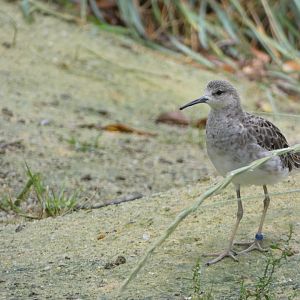 Shorebird ID - Zoo Hluboka