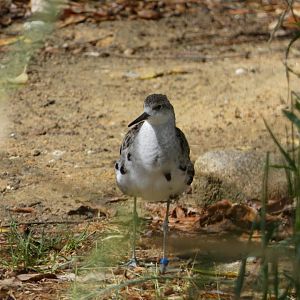 Shorebird ID - Zoo Hluboka