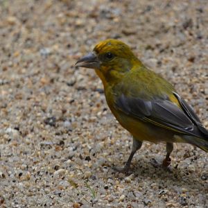 Bird ID - Zoo Hluboka