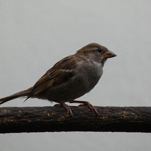 Bird ID - Zoo Hluboka