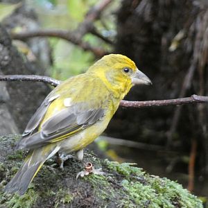 Bird ID - Zoo Hluboka