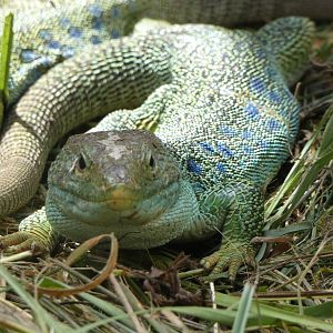 Lizard ID - Zoo Hluboka