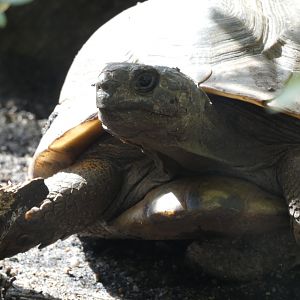 Tortoise ID - Zoo Hluboka